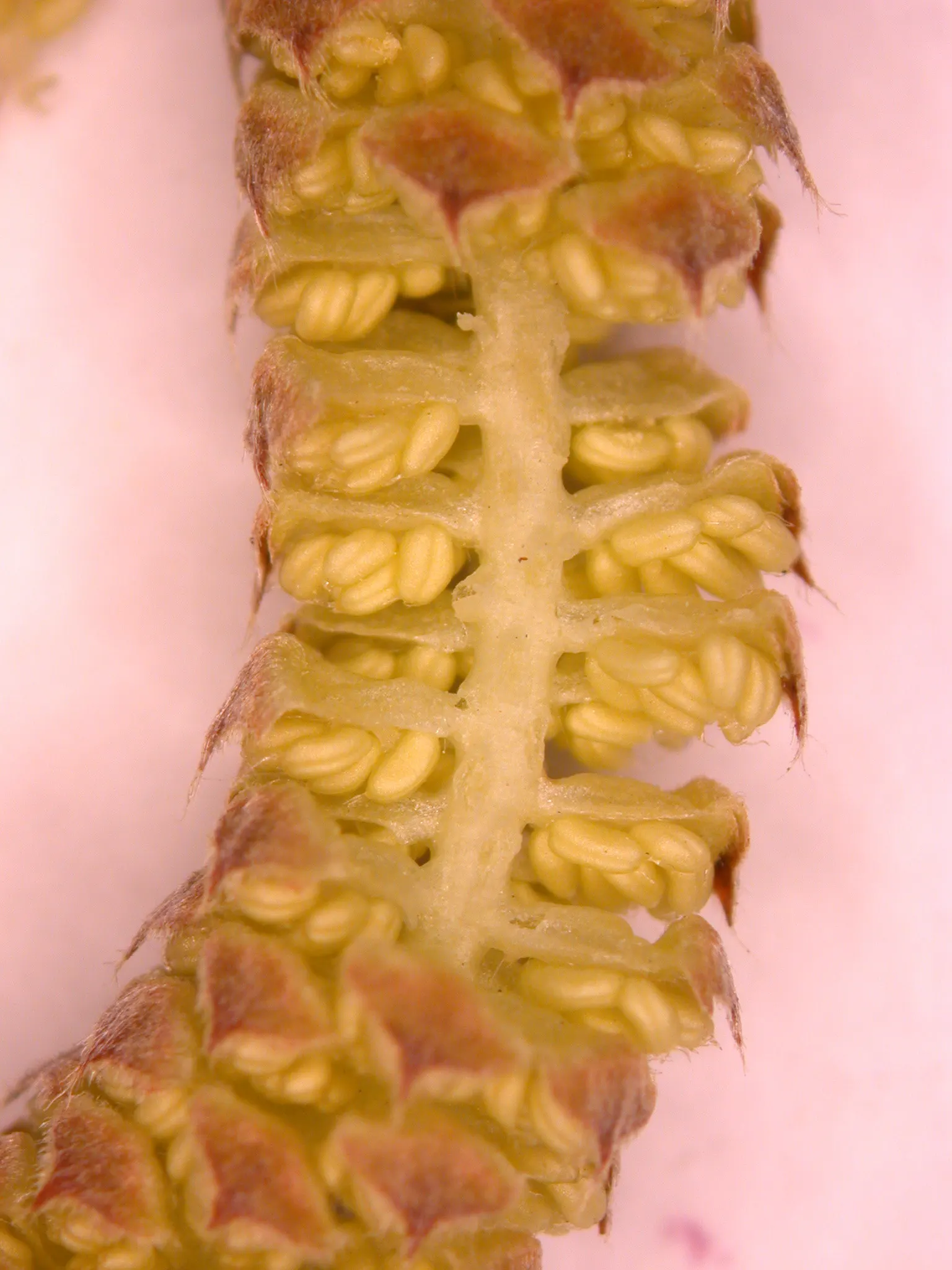 Beaked Hazelnut (Corylus Cornuta) — it is a thriving addition to woodland gardens and naturalized areas; the Beaked Hazelnut (Corylus cornuta) is a deciduous