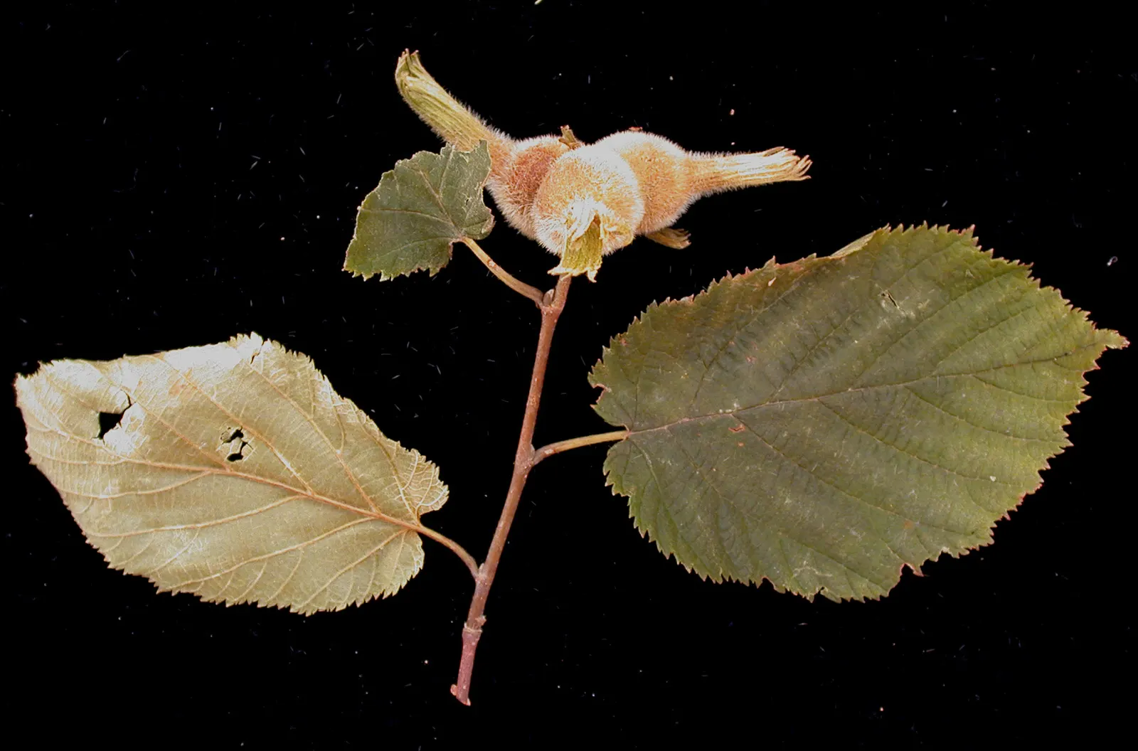 Beaked Hazelnut (Corylus Cornuta) — it is a thriving addition to woodland gardens and naturalized areas; the Beaked Hazelnut (Corylus cornuta) is a, image 52
