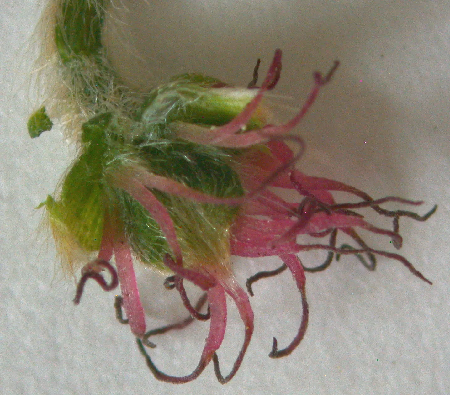 Beaked Hazelnut (Corylus Cornuta) — with doubly serrated margins and a pointed tip