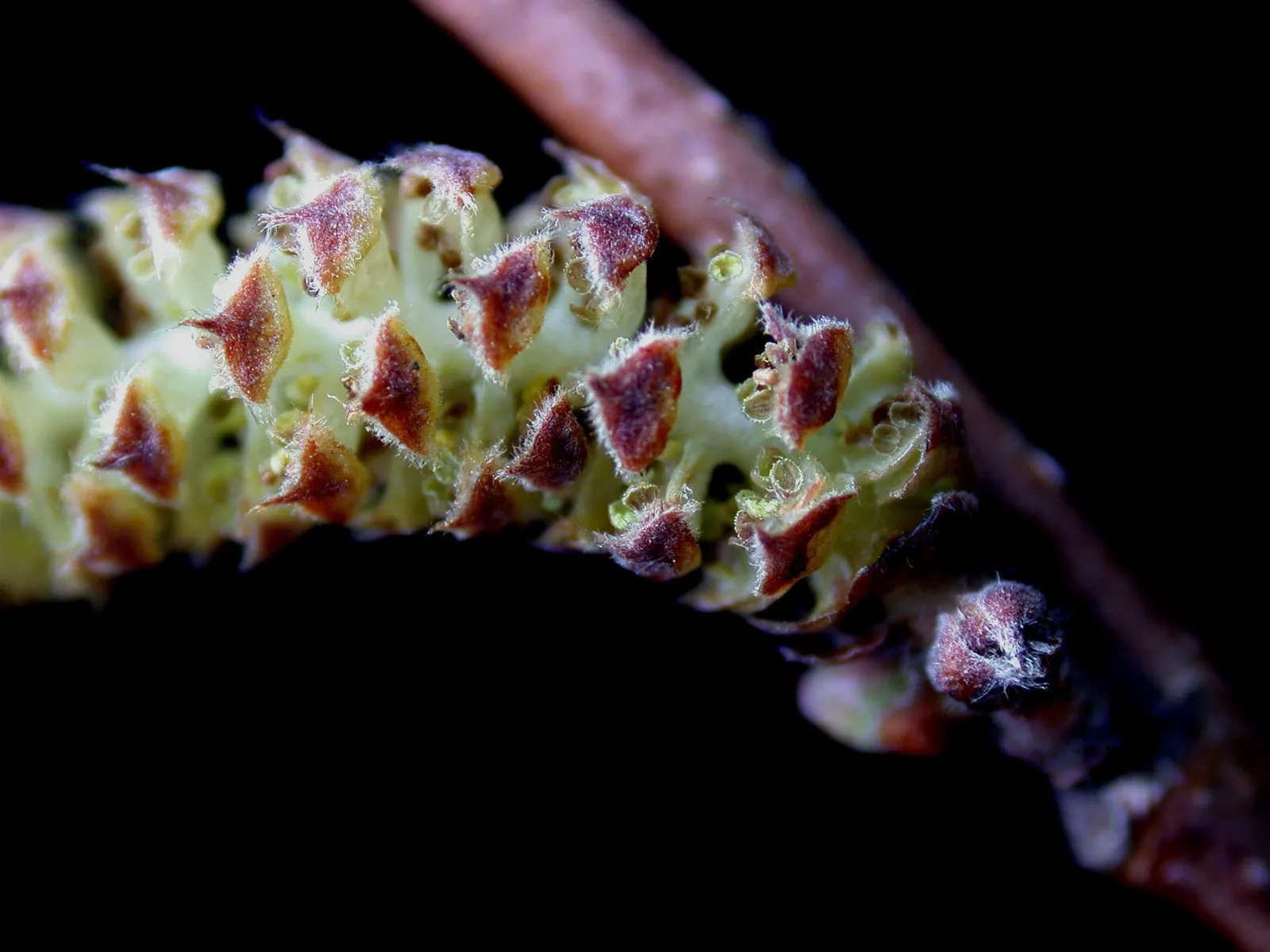 Beaked Hazelnut (Corylus Cornuta) — turning to hues of yellow; characterized by its rounded, multi-stemmed form, it typically reaches 4-8 ft in height and
