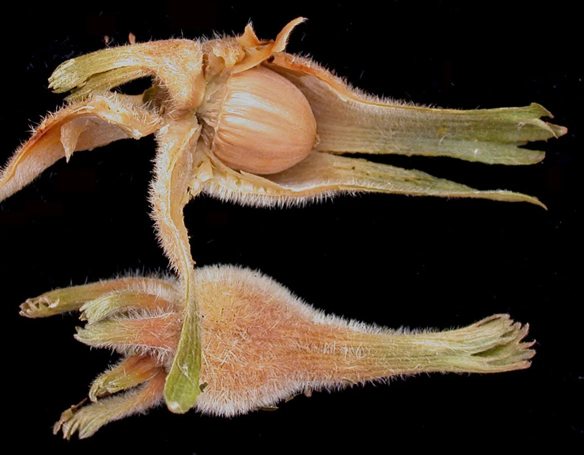 Beaked Hazelnut (Corylus Cornuta) — turning to hues of yellow; characterized by its rounded, multi-stemmed form, it typically reaches 4-8 ft in, image 47