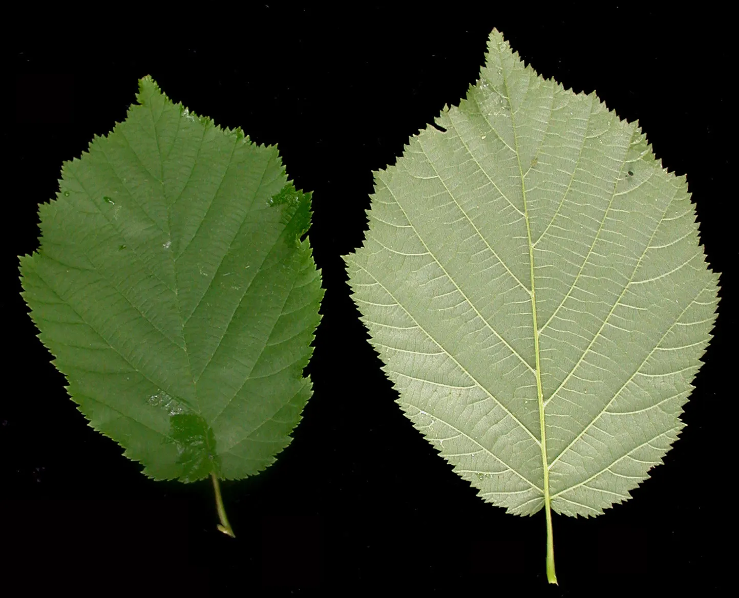 Beaked Hazelnut (Corylus Cornuta) — Characterized by its rounded, multi-stemmed form, it typically reaches 4-8 ft in height and spread; turning to hues of