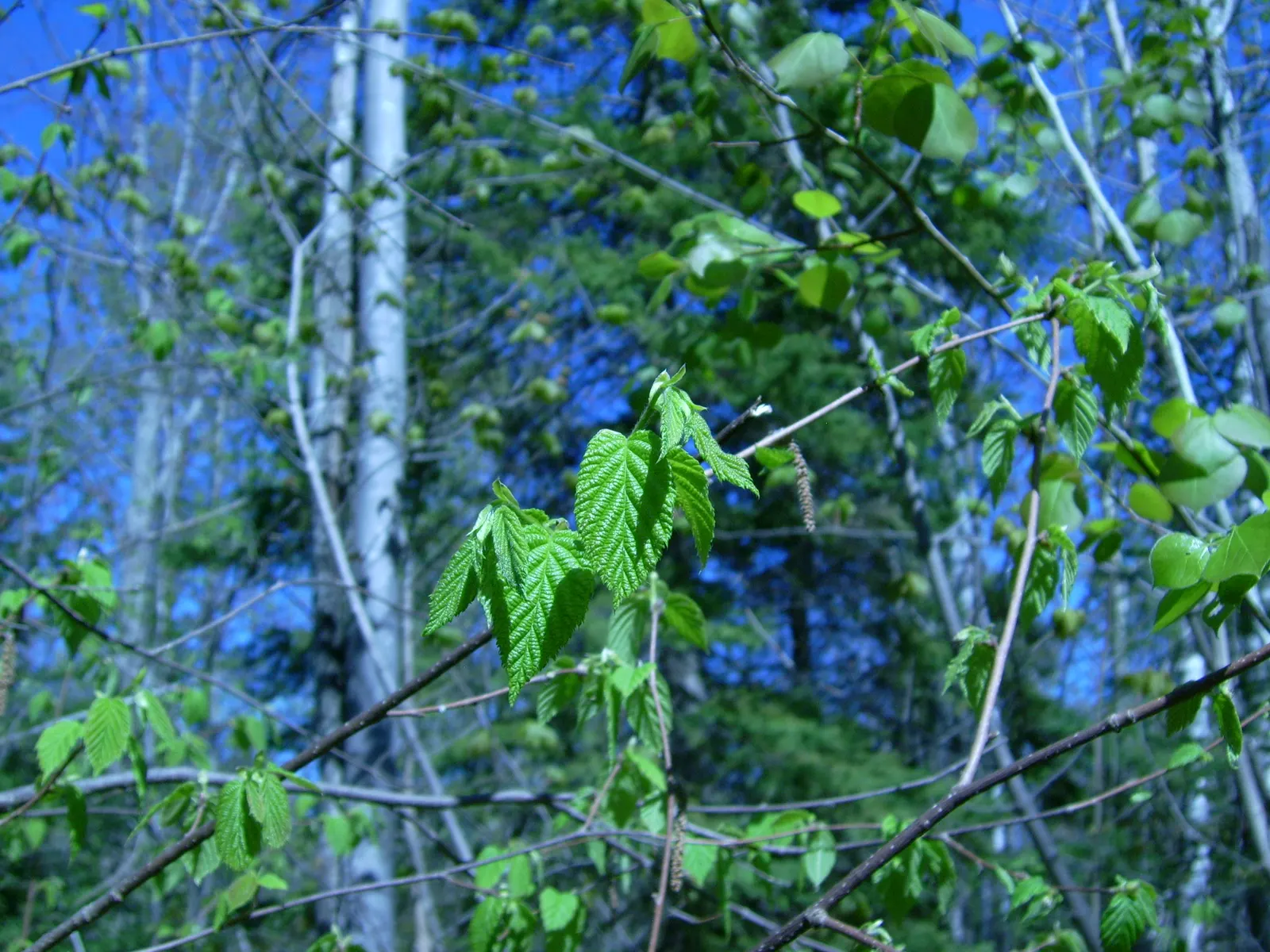 Beaked Hazelnut (Corylus Cornuta) — this species produces edible nuts in late summer