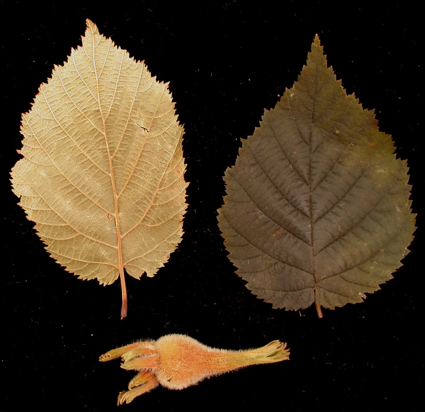 Beaked Hazelnut (Corylus Cornuta) — shrub for full or half