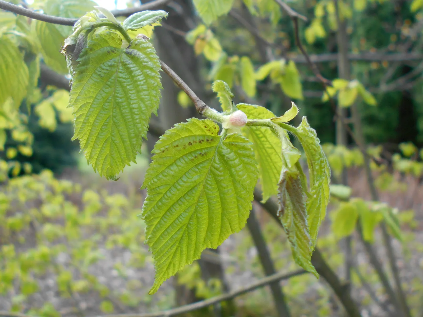 Beaked Hazelnut (Corylus Cornuta) — turning to hues of yellow