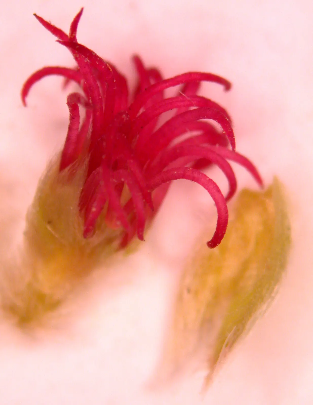 Beaked Hazelnut (Corylus Cornuta) — with doubly serrated margins and a pointed tip; scientifically termed Corylus cornuta, image 45