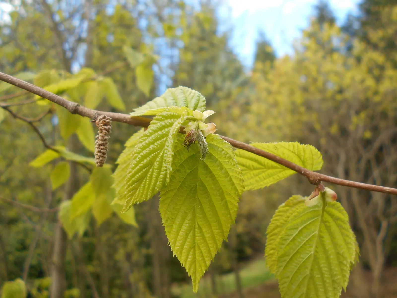Beaked Hazelnut (Corylus Cornuta) — where it can contribute to erosion control due to its propensity for suckering