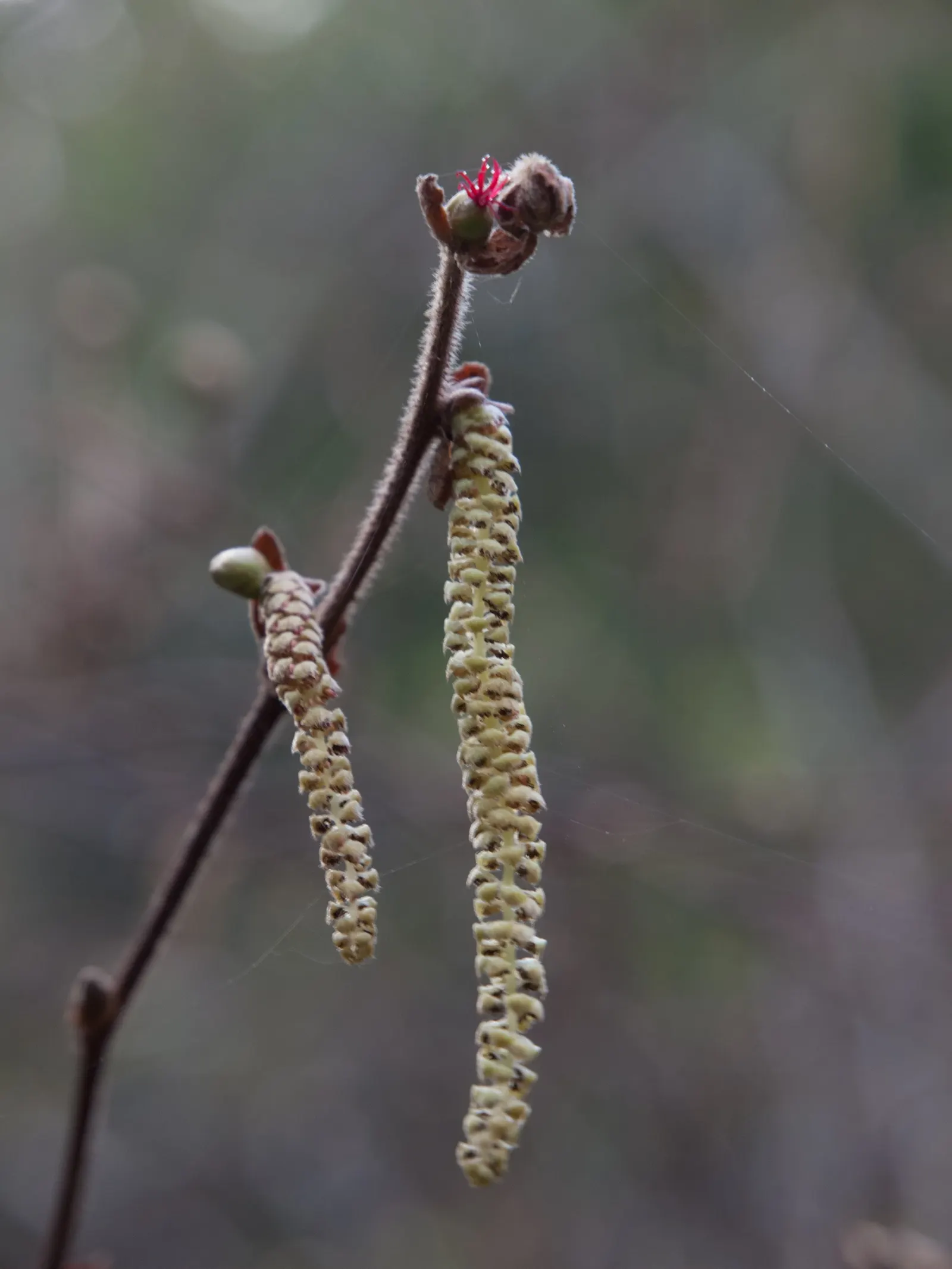 Beaked Hazelnut (Corylus Cornuta) — scientifically termed Corylus cornuta; recognizable by its 2-3 inch long toothed leaves and distinctive husks, image 42