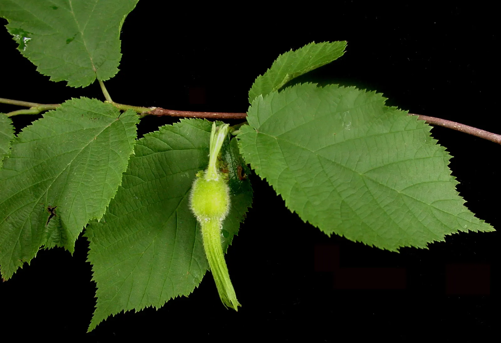 Beaked Hazelnut (Corylus Cornuta) — is a deciduous shrub renowned for its unique appearance and the edible nuts it provides; the leaves undergo a, image 43