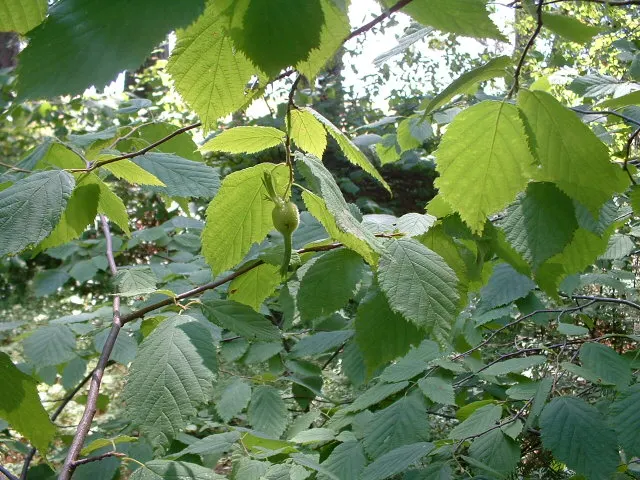 Beaked Hazelnut (Corylus Cornuta) — shrub for full or half; the nuts mature in late summer to early fall