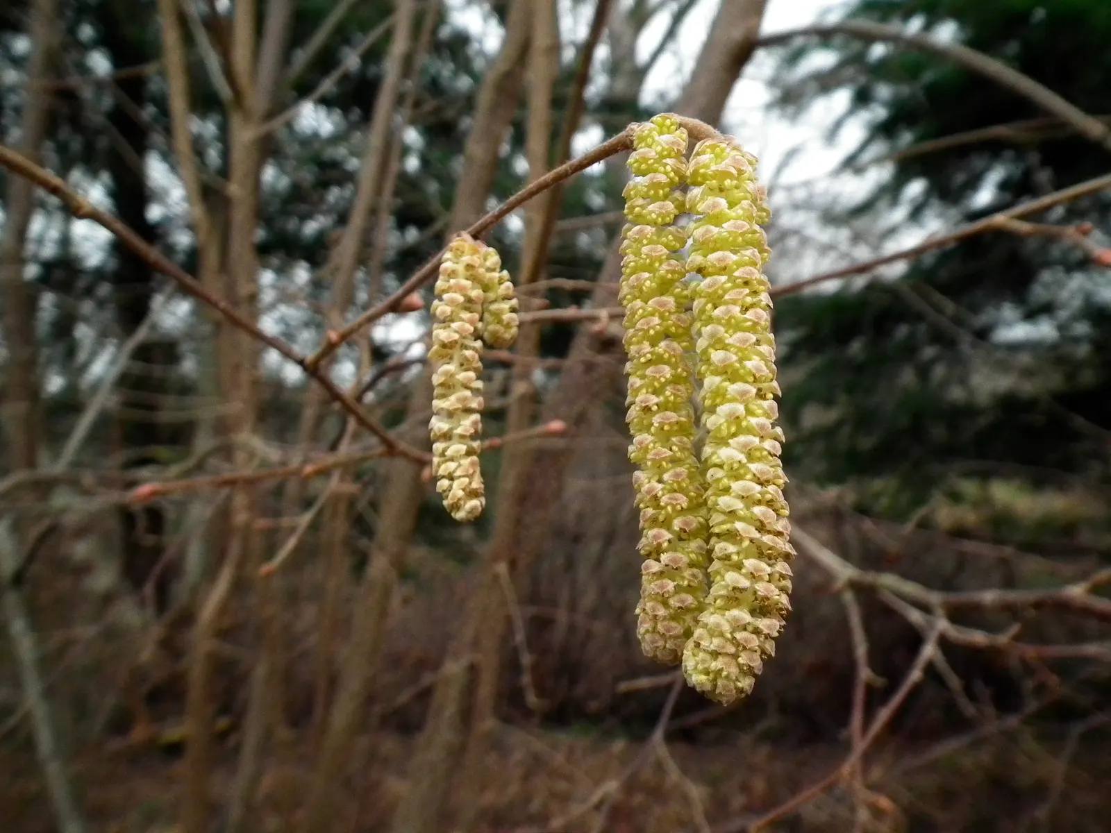 Beaked Hazelnut (Corylus Cornuta) — Characterized by its rounded, multi-stemmed form, it typically reaches 4-8 ft in height and spread; turning to, image 56
