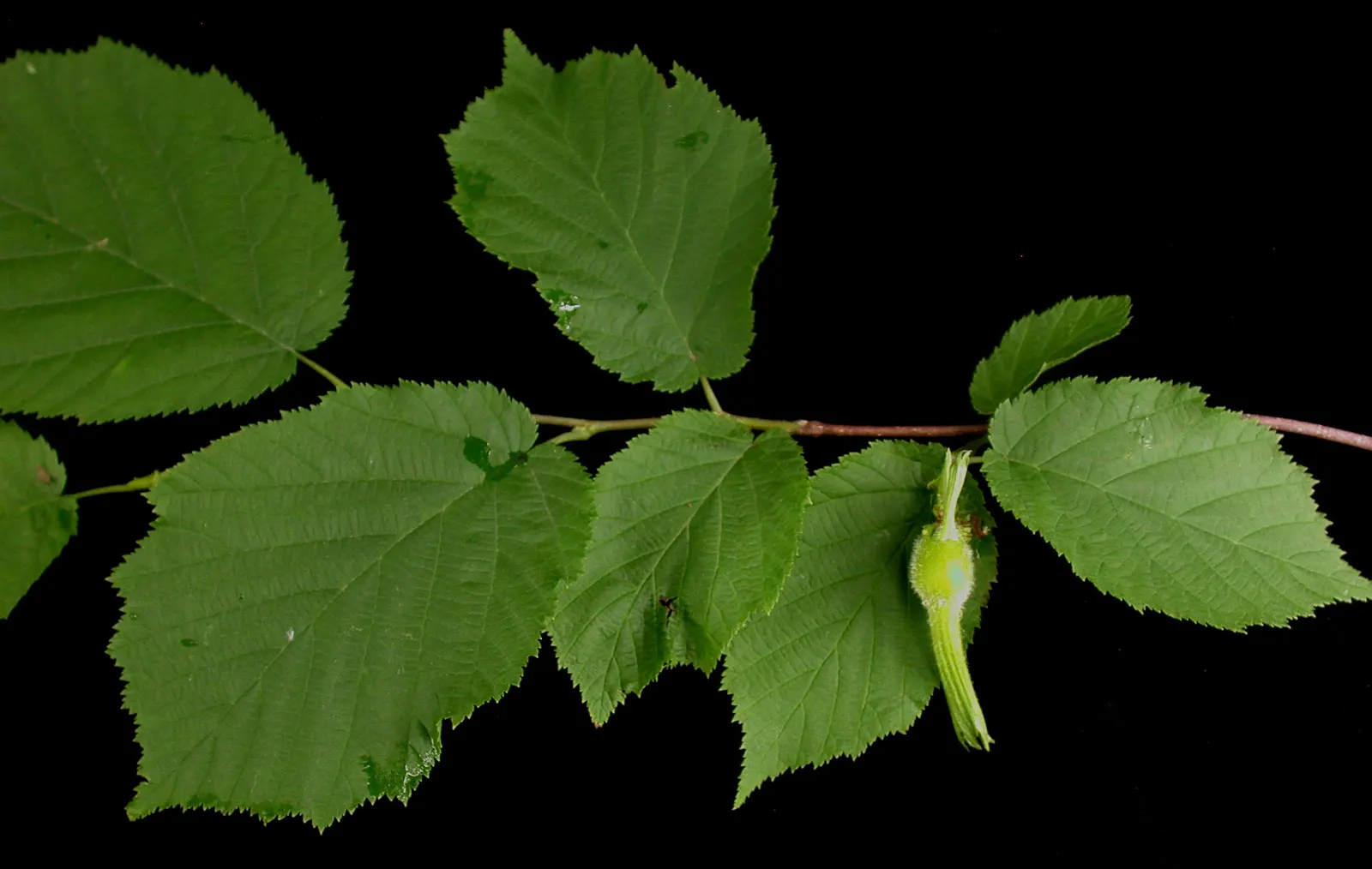 Beaked Hazelnut (Corylus Cornuta) — The Beaked Hazelnut (Corylus cornuta) is a deciduous shrub, thriving in USDA zones 3-9; this species produces, image 37