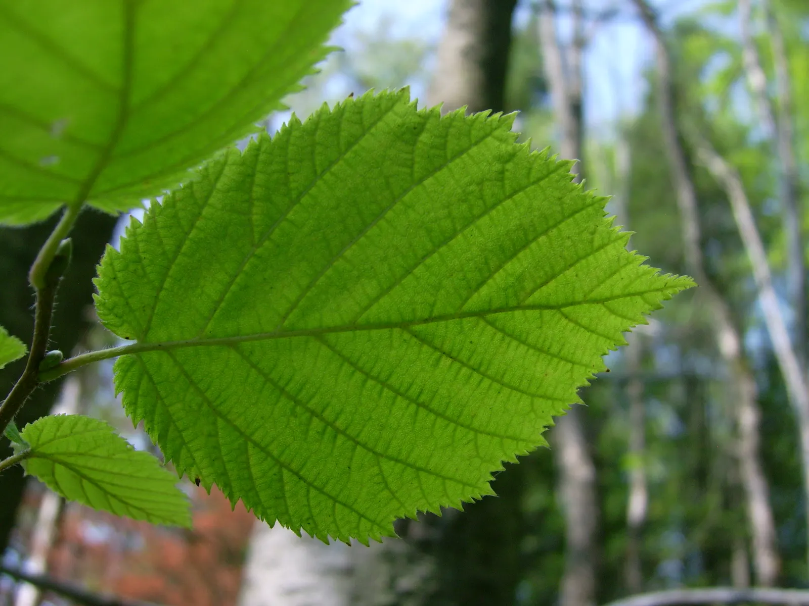 Beaked Hazelnut (Corylus Cornuta) — Characterized by its rounded, multi-stemmed form, it typically reaches 4-8 ft in height and spread; turning to, image 38