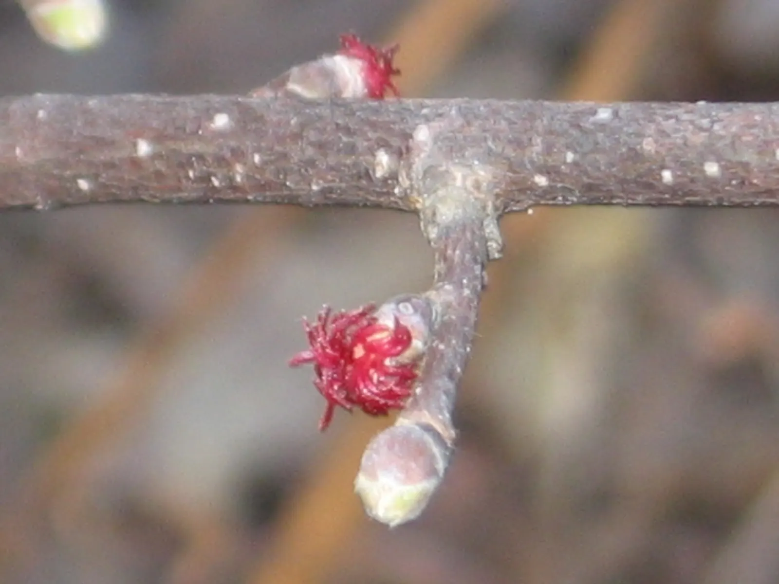 Beaked Hazelnut (Corylus Cornuta) — is a deciduous shrub renowned for its unique appearance and the edible nuts it provides; the leaves undergo a, image 61
