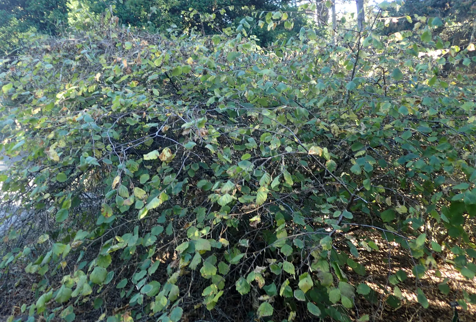 Beaked Hazelnut (Corylus Cornuta) — The Beaked Hazelnut (Corylus cornuta) is a deciduous shrub, thriving in USDA zones 3-9; this species produces edible nuts