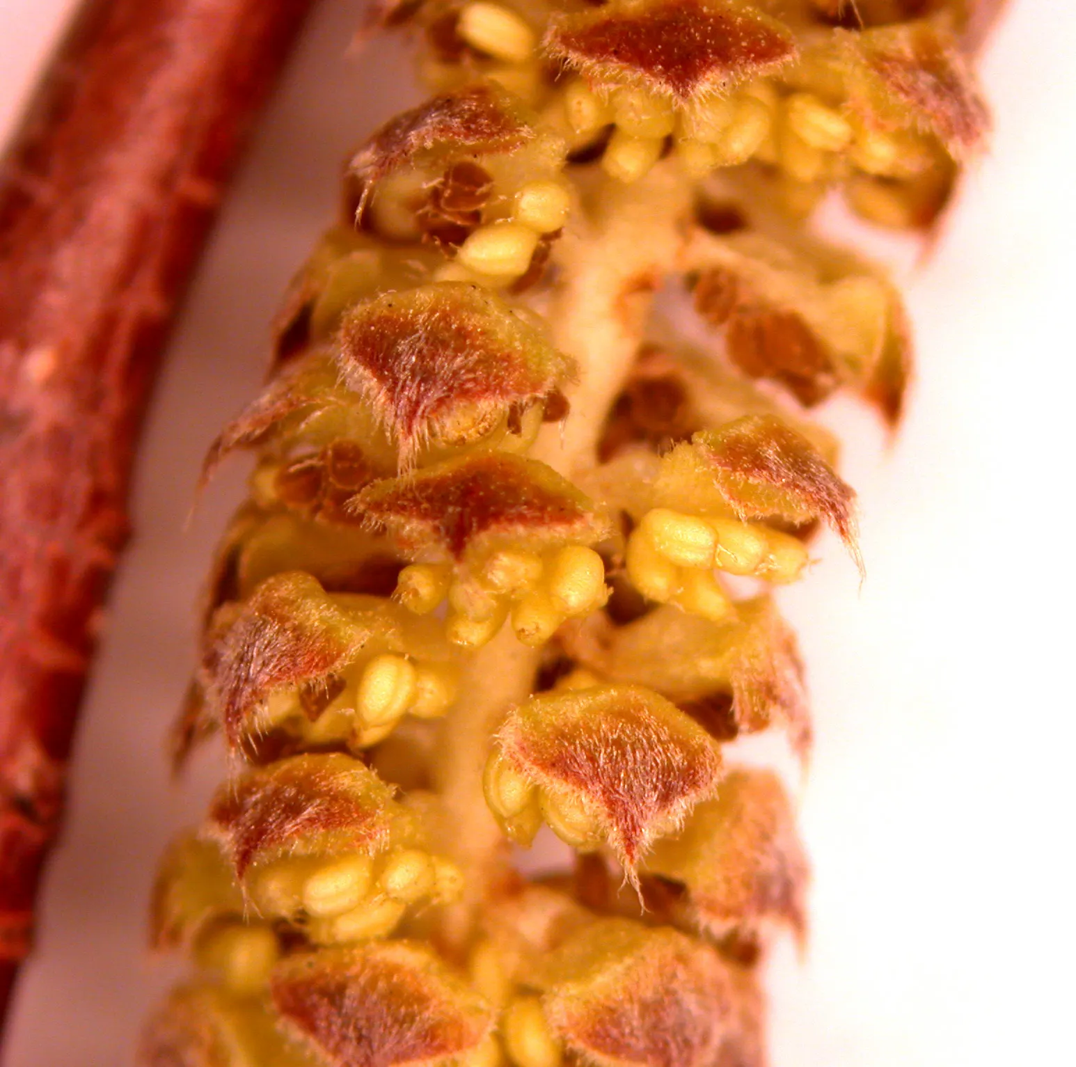 Beaked Hazelnut (Corylus Cornuta) — scientifically termed Corylus cornuta; recognizable by its 2-3 inch long toothed leaves and distinctive husks that resemble