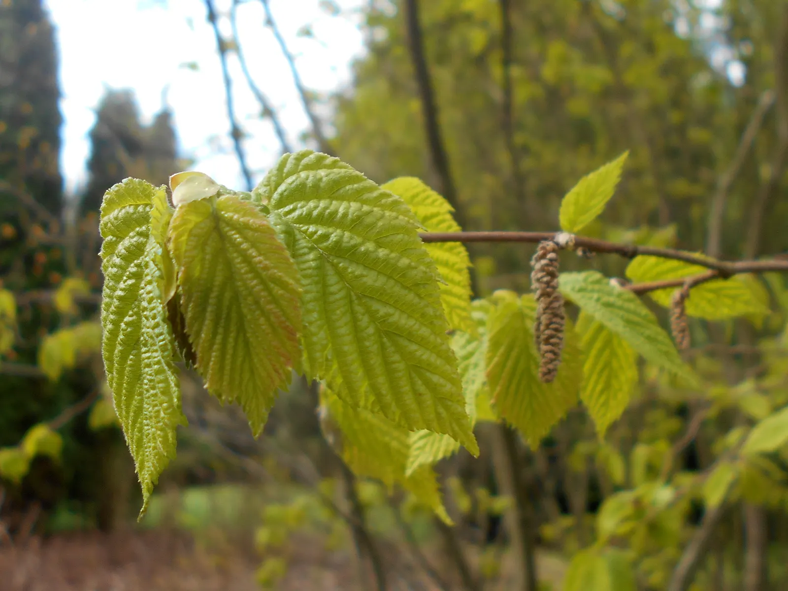Beaked Hazelnut (Corylus Cornuta) — giving this shrub its distinctive name; it prefers partial shade to full sun and well-drained soil, offering, image 50