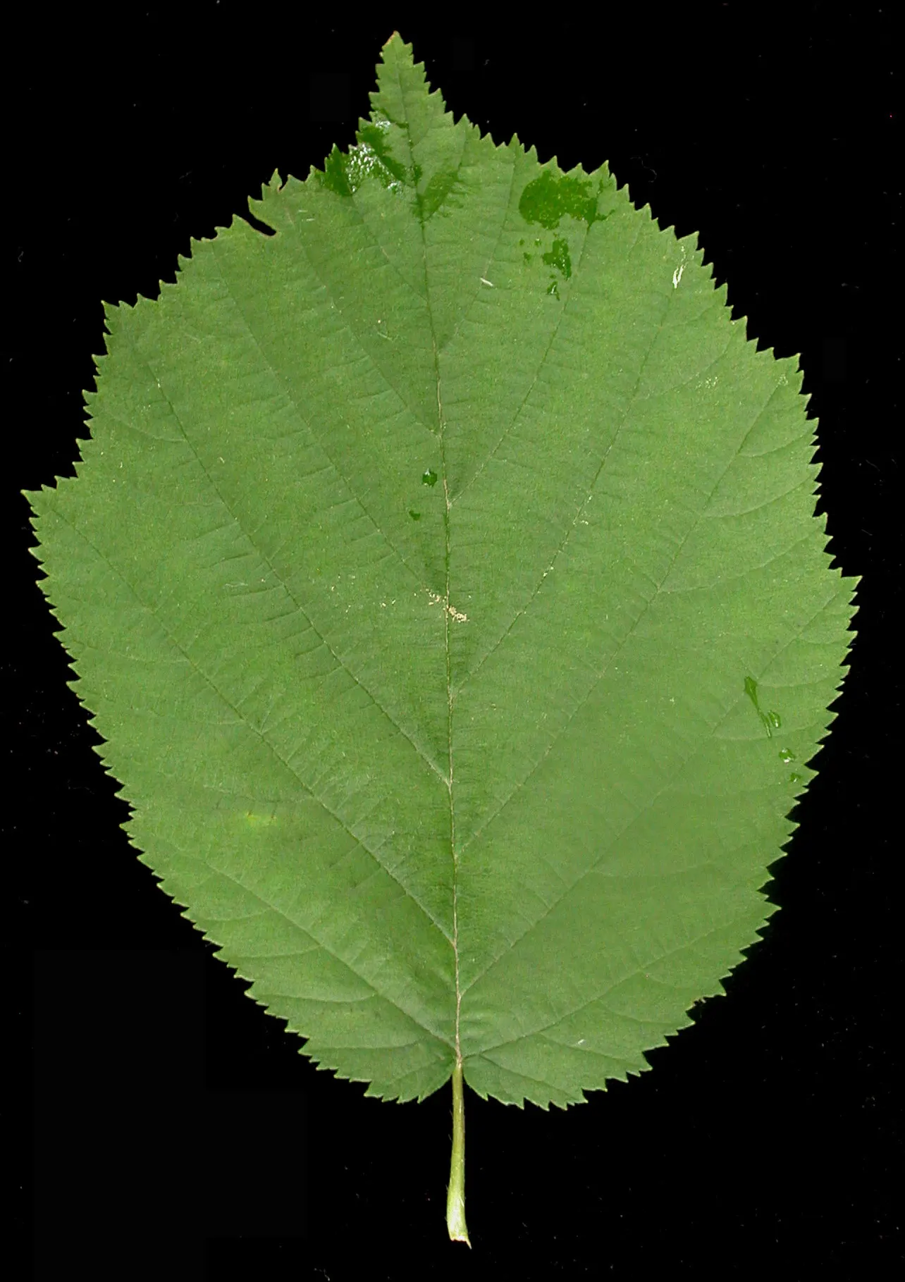 Beaked Hazelnut (Corylus Cornuta) — Recognizable by its 2-3 inch long toothed leaves and distinctive husks that resemble a beak