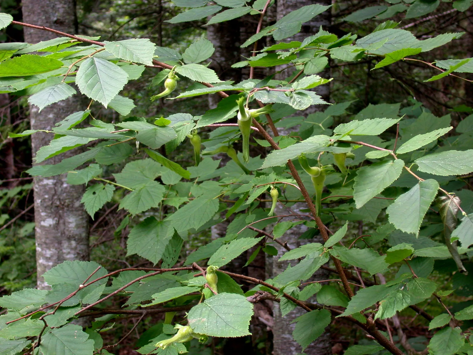 Beaked Hazelnut (Corylus Cornuta) — which are primarily wind-pollinated