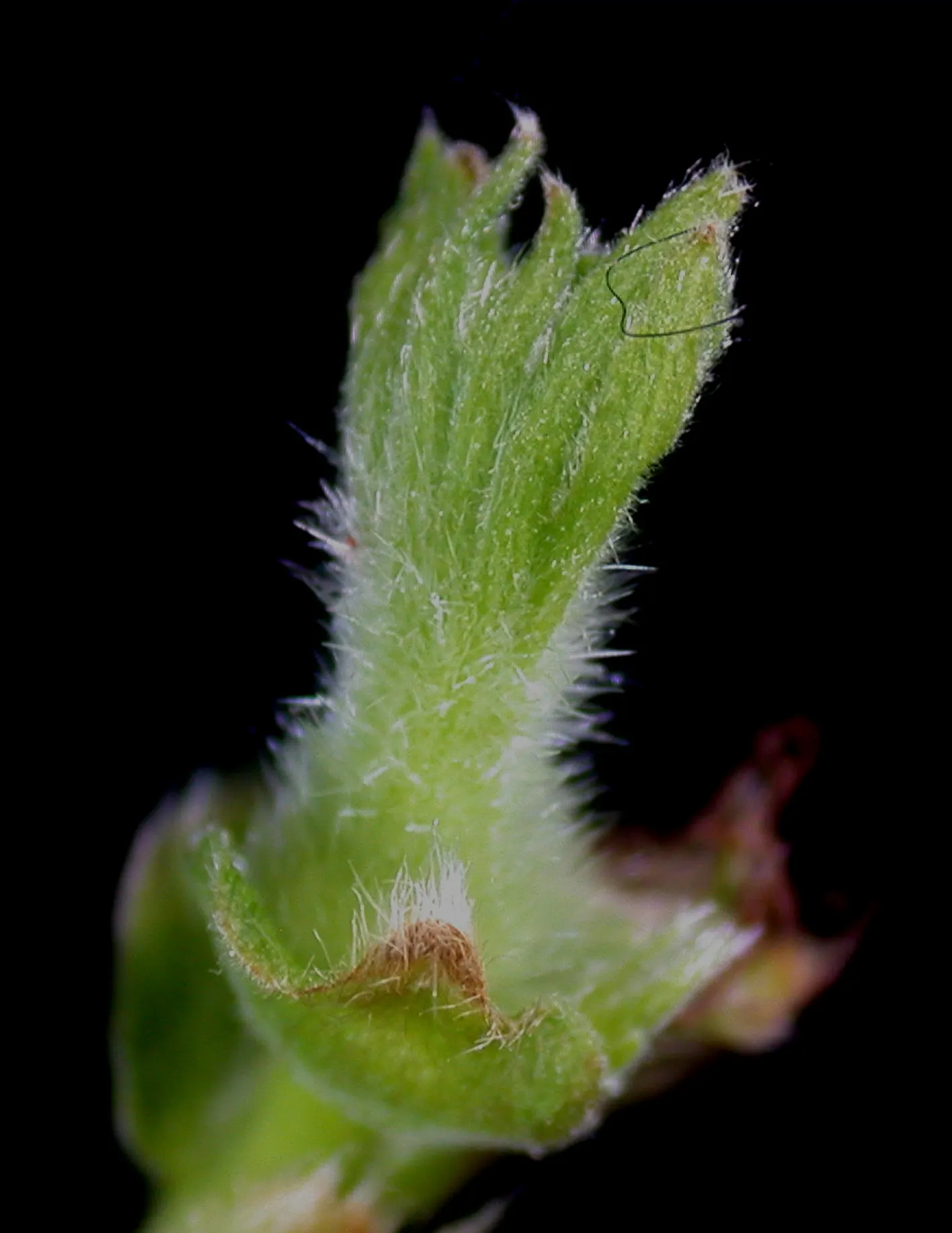 Beaked Hazelnut (Corylus Cornuta) — scientifically termed Corylus cornuta; recognizable by its 2-3 inch long toothed leaves and distinctive husks, image 60