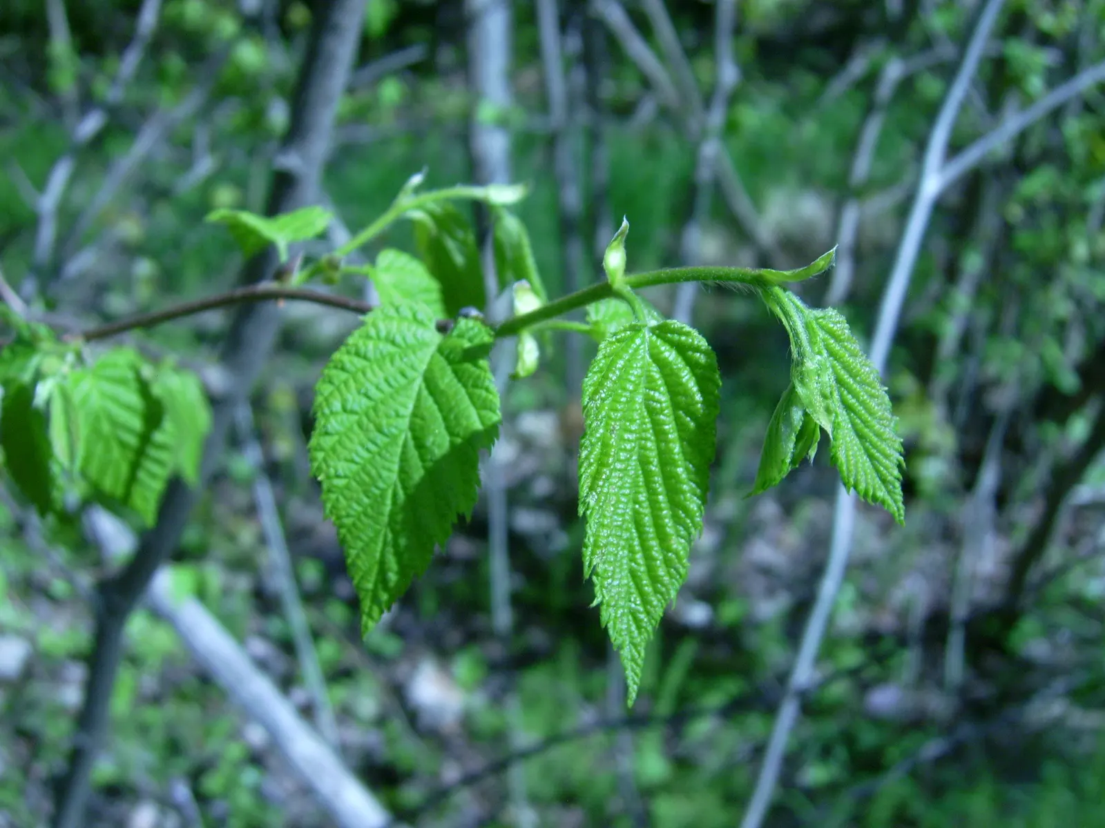 Beaked Hazelnut (Corylus Cornuta) — The leaves undergo a captivating transformation in autumn