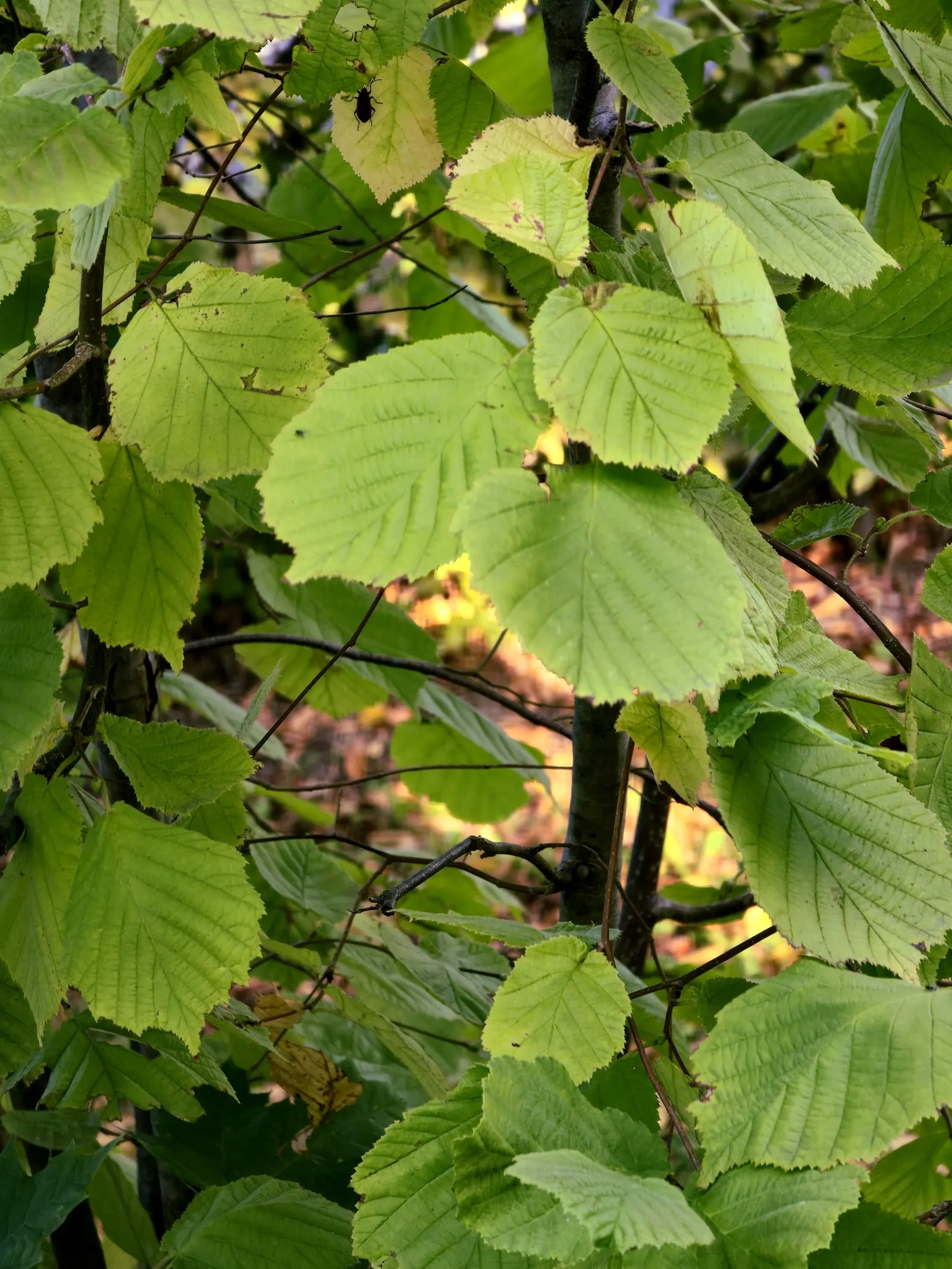 Beaked Hazelnut (Corylus Cornuta) — The leaves undergo a captivating transformation in autumn; are encased in an elongated husk that resembles a, image 46