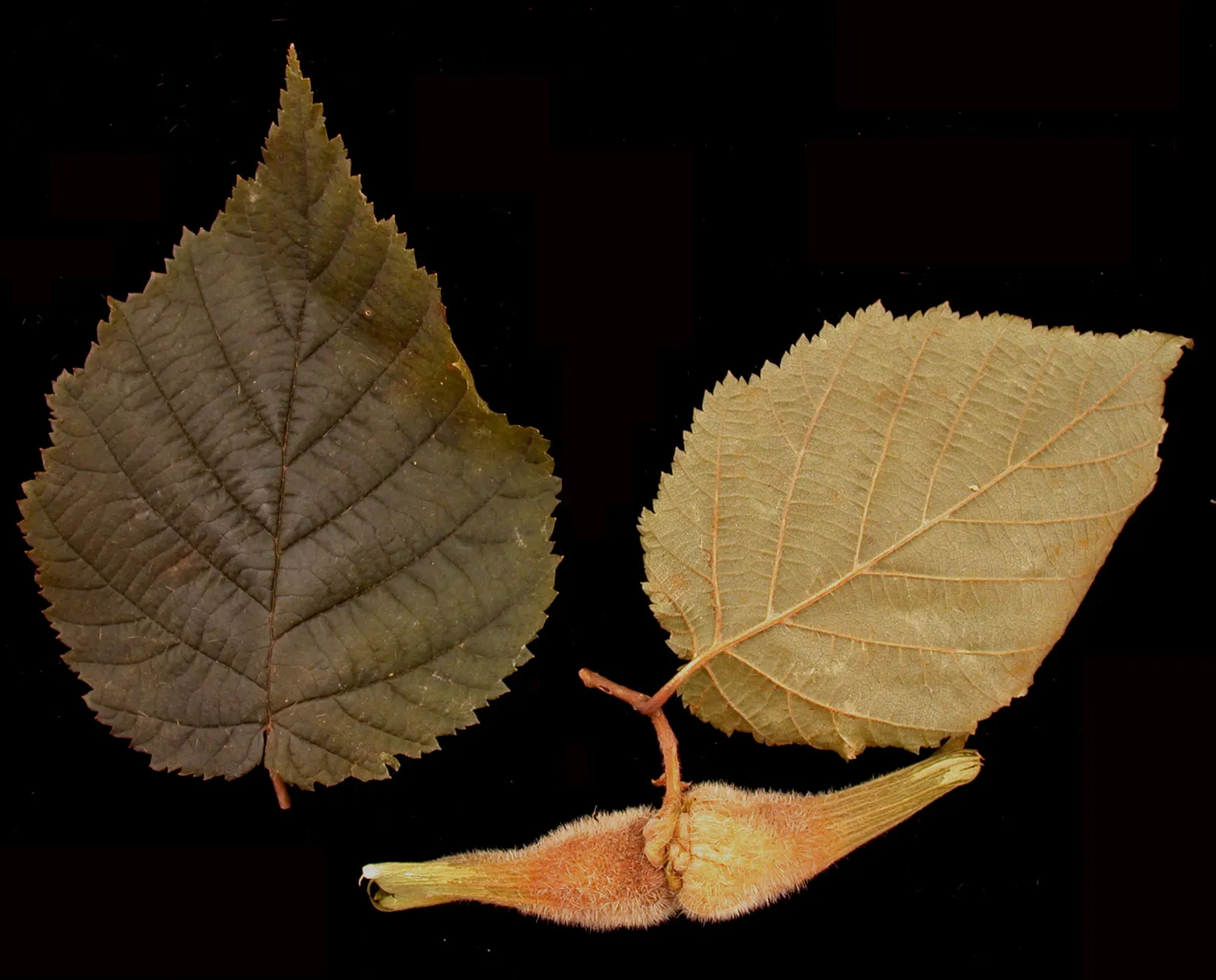 Beaked Hazelnut (Corylus Cornuta) — are encased in an elongated husk that resembles a beak; it is a thriving addition to woodland gardens and naturalized areas