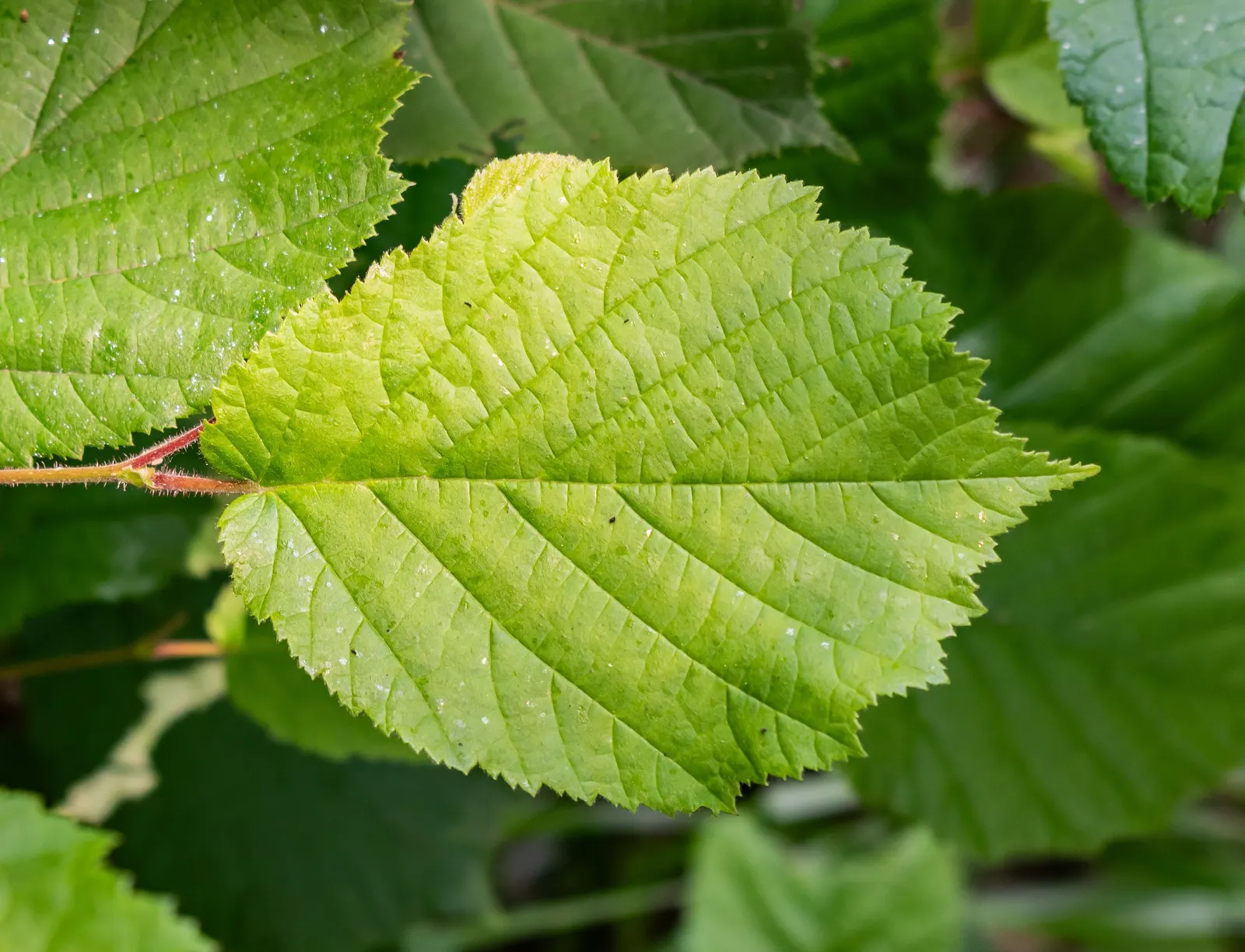 Beaked Hazelnut (Corylus Cornuta) — scientifically termed Corylus cornuta