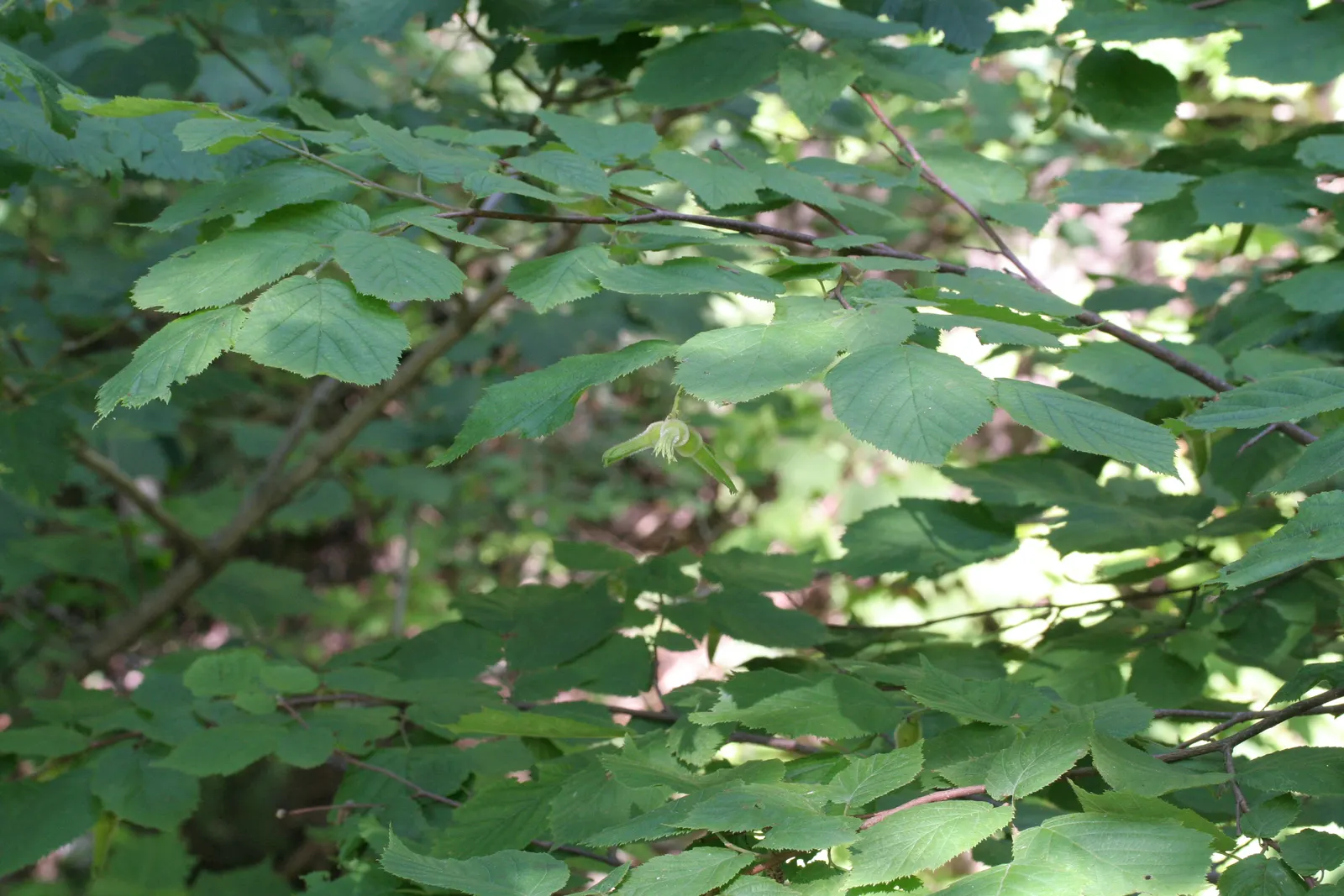 Beaked Hazelnut (Corylus Cornuta) — It prefers partial shade to full sun and well-drained soil, offering yellow catkins as early spring interest, image 59