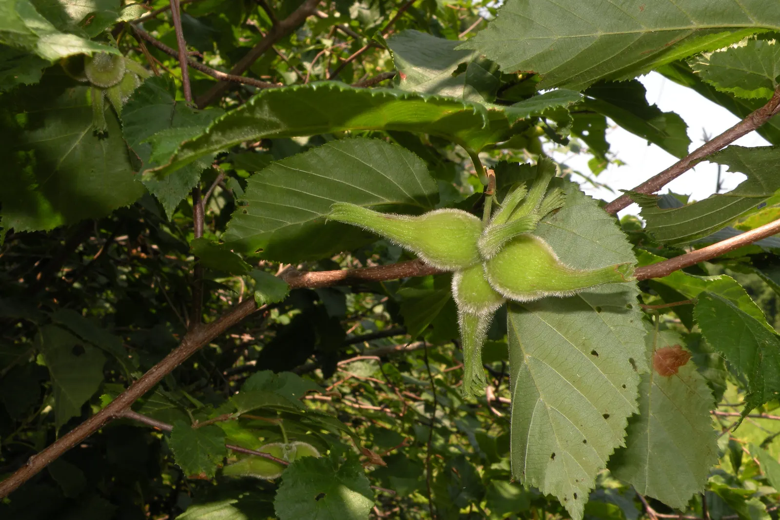 Beaked Hazelnut (Corylus Cornuta) — where it can contribute to erosion control due to its propensity for suckering; which are roughly 2.5 to 5, image 53