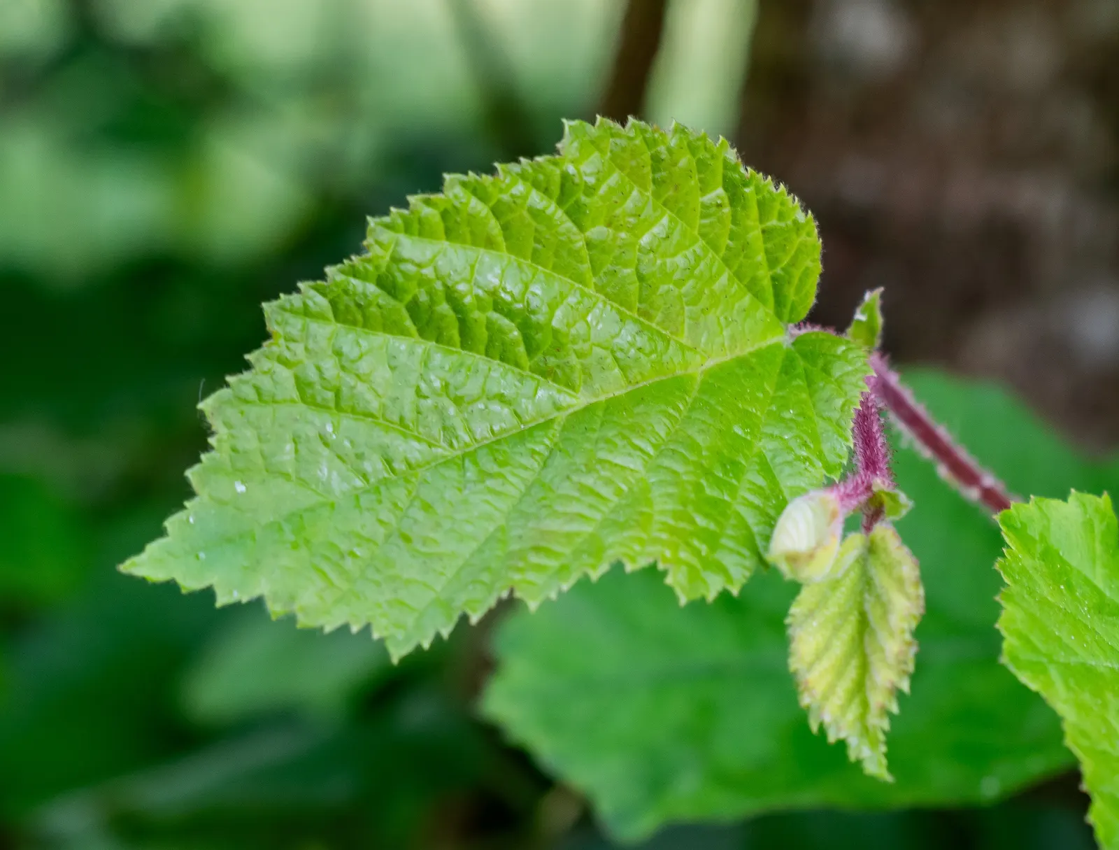Beaked Hazelnut (Corylus Cornuta) — giving this shrub its distinctive name