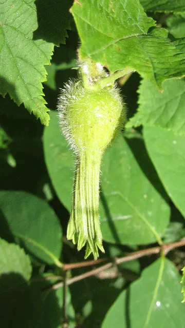 Beaked Hazelnut (Corylus Cornuta) — The nuts mature in late summer to early fall; which are primarily wind-pollinated