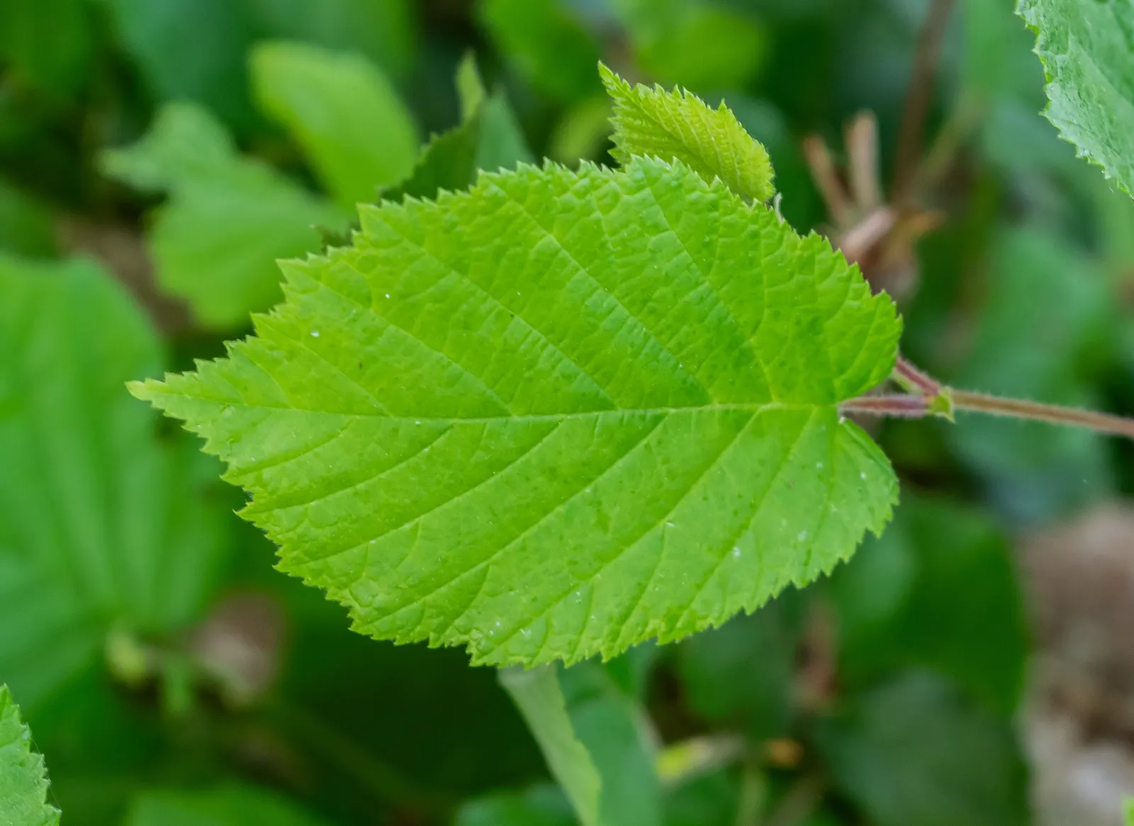 Beaked Hazelnut (Corylus Cornuta) — Characterized by its rounded, multi-stemmed form, it typically reaches 4-8 ft in height and spread