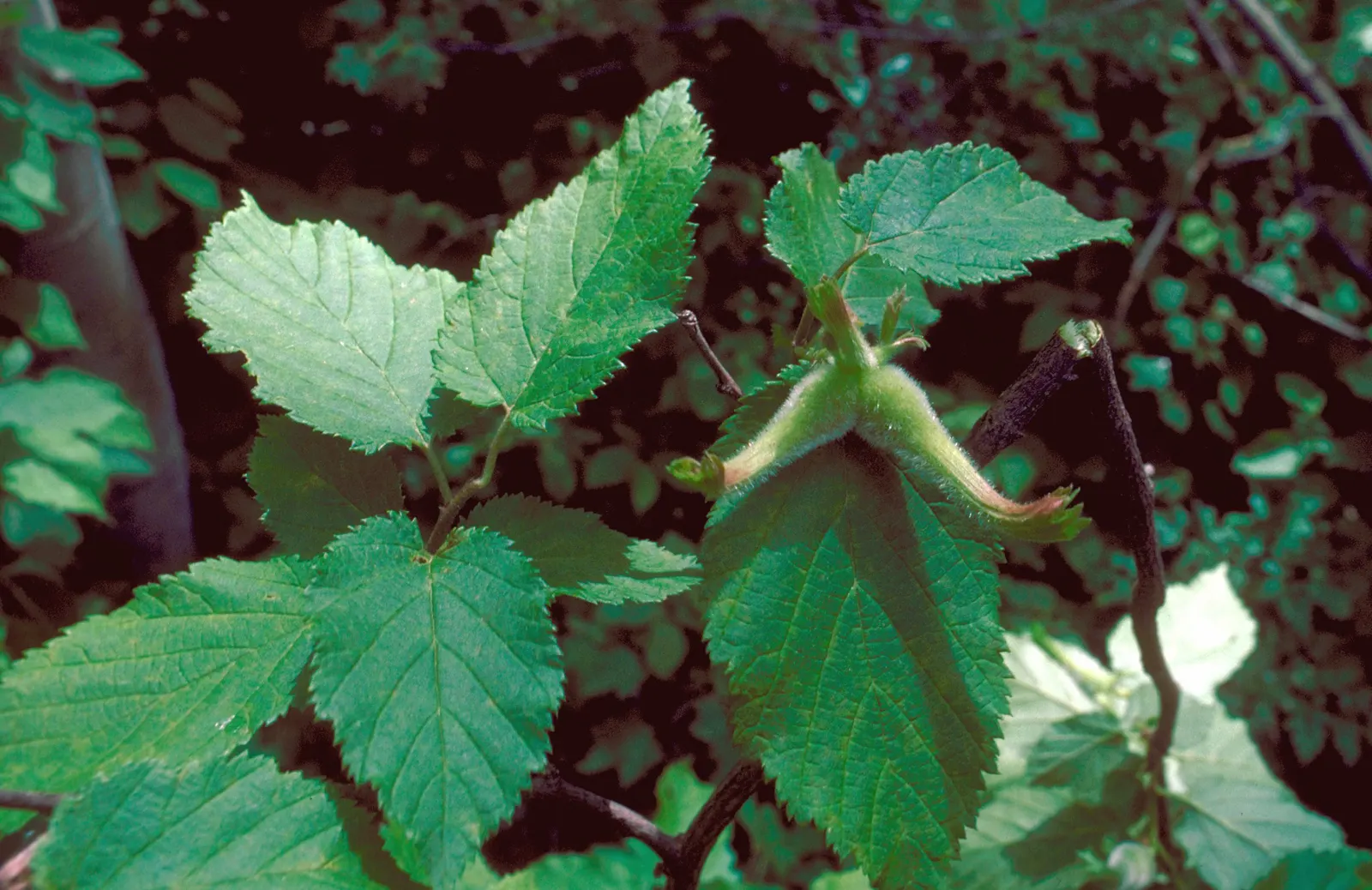 Beaked Hazelnut (Corylus Cornuta) — Recognizable by its 2-3 inch long toothed leaves and distinctive husks that resemble a beak; shrub for full or half