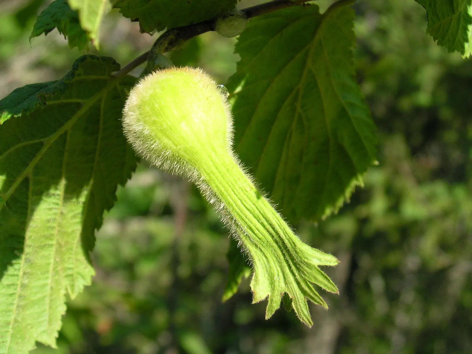 Beaked Hazelnut (Corylus Cornuta) — Recognizable by its 2-3 inch long toothed leaves and distinctive husks that resemble a beak; shrub for full or, image 39