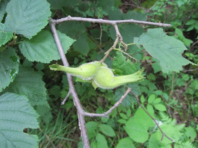 Beaked Hazelnut (Corylus Cornuta) — is a deciduous shrub renowned for its unique appearance and the edible nuts it provides; the leaves undergo a captivating