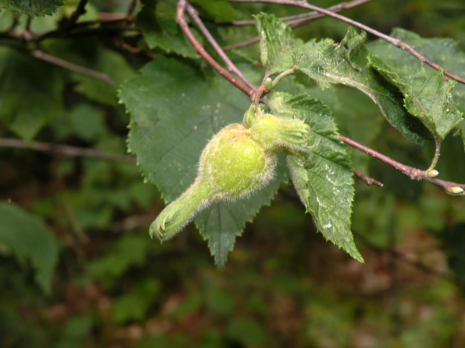 Beaked Hazelnut (Corylus Cornuta) — this species produces edible nuts in late summer; is a deciduous shrub renowned for its unique appearance and, image 58
