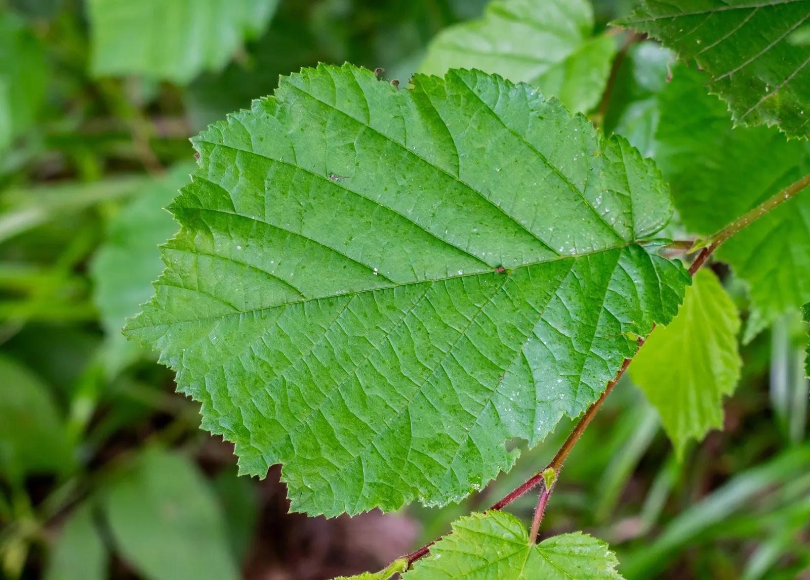 Beaked Hazelnut (Corylus Cornuta) — it is a thriving addition to woodland gardens and naturalized areas