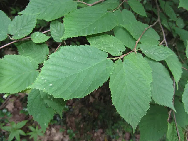 Beaked Hazelnut (Corylus Cornuta) — It prefers partial shade to full sun and well-drained soil, offering yellow catkins as early spring interest, image 41