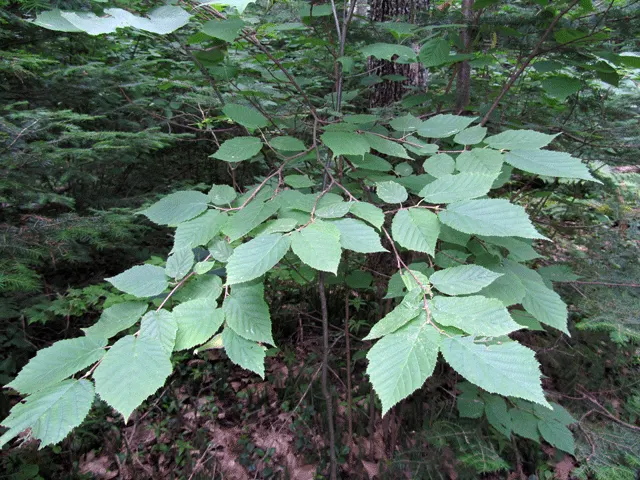 Beaked Hazelnut (Corylus Cornuta) — which are primarily wind-pollinated; with doubly serrated margins and a pointed tip, image 48