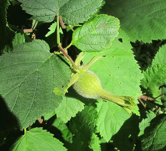 Beaked Hazelnut (Corylus Cornuta) — with doubly serrated margins and a pointed tip; scientifically termed Corylus cornuta