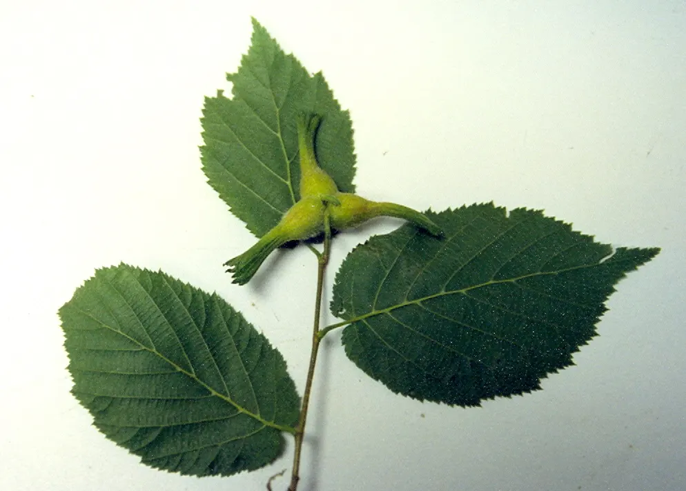 Beaked Hazelnut (Corylus Cornuta) — which are roughly 2.5 to 5 inches long; where it can contribute to erosion control due to its propensity for suckering