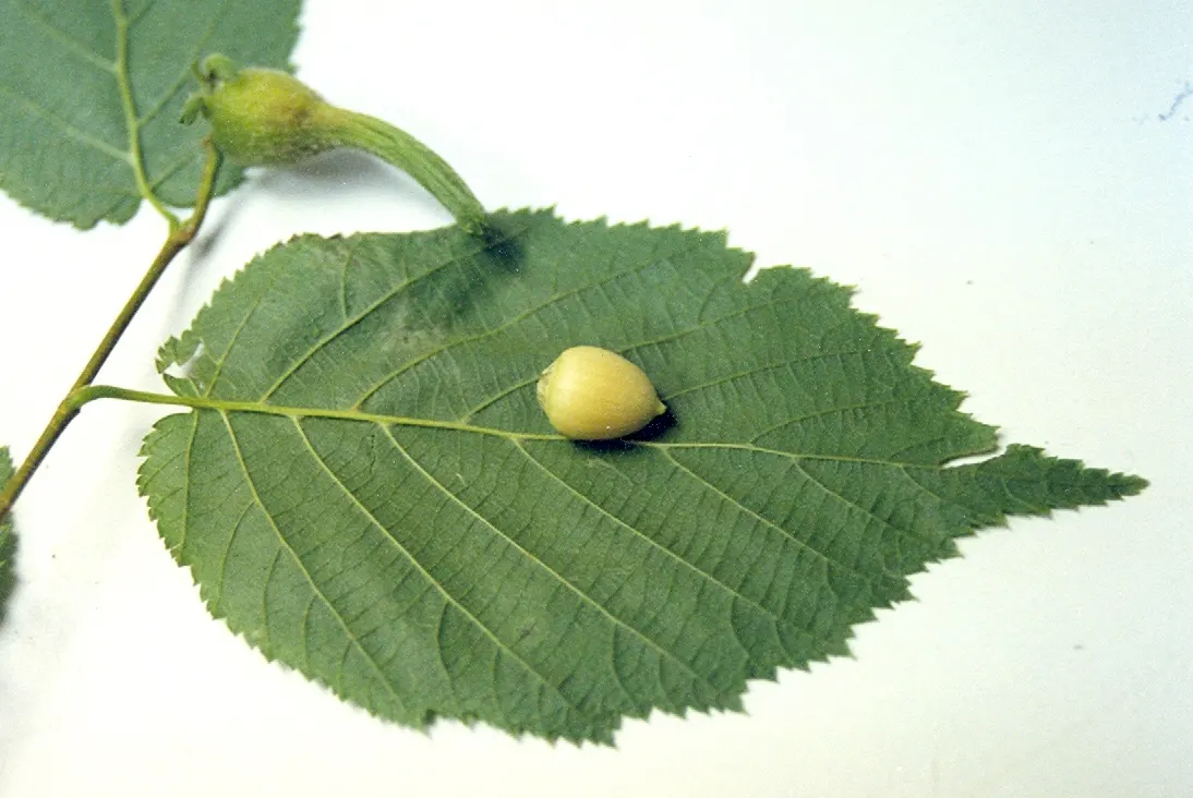 Beaked Hazelnut (Corylus Cornuta) — giving this shrub its distinctive name; it prefers partial shade to full sun and well-drained soil, offering yellow catkins