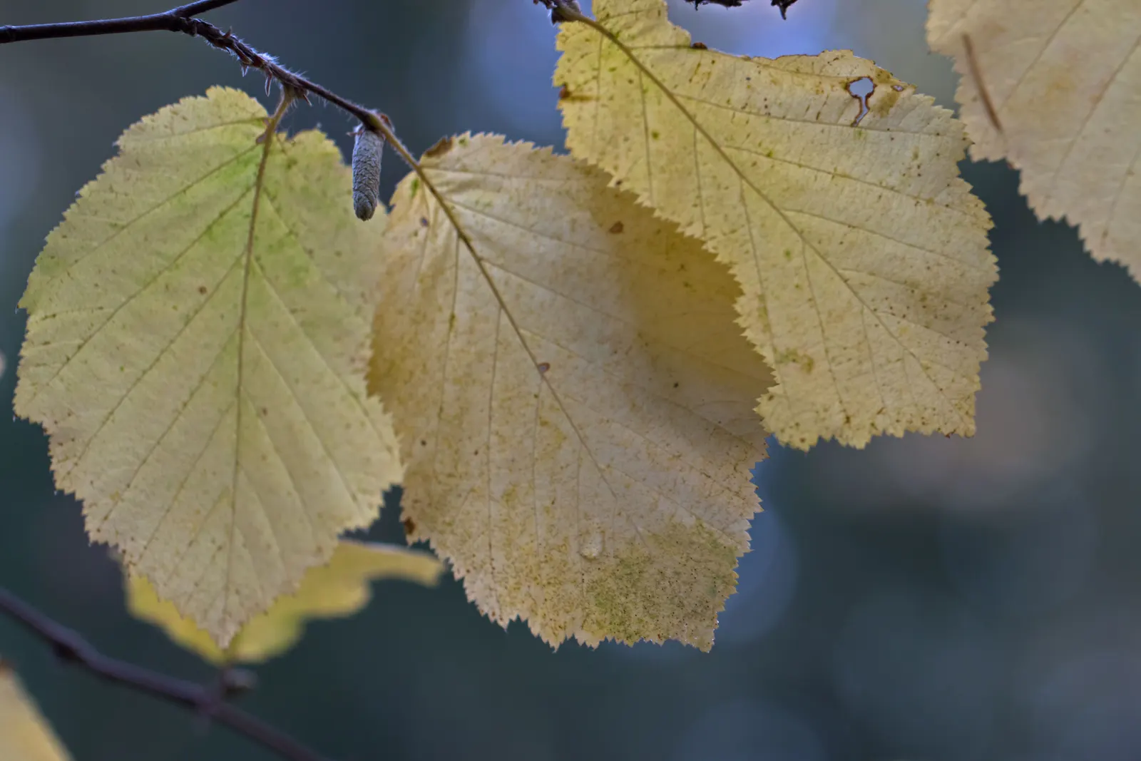 Beaked Hazelnut (Corylus Cornuta) — are encased in an elongated husk that resembles a beak; it is a thriving addition to woodland gardens and, image 49