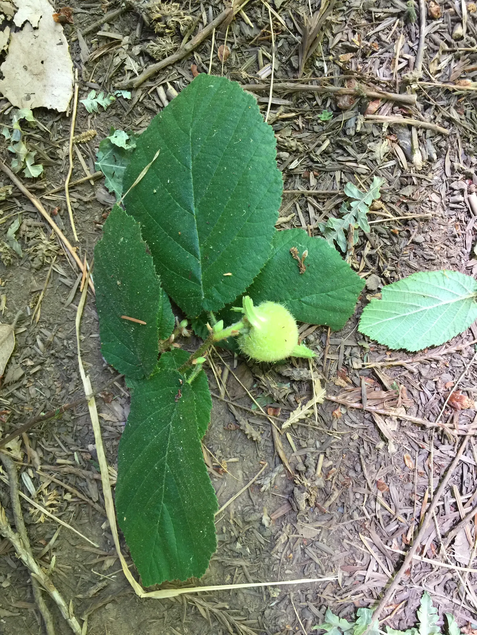 Beaked Hazelnut (Corylus Cornuta) — with doubly serrated margins and a pointed tip; scientifically termed Corylus cornuta, image 63