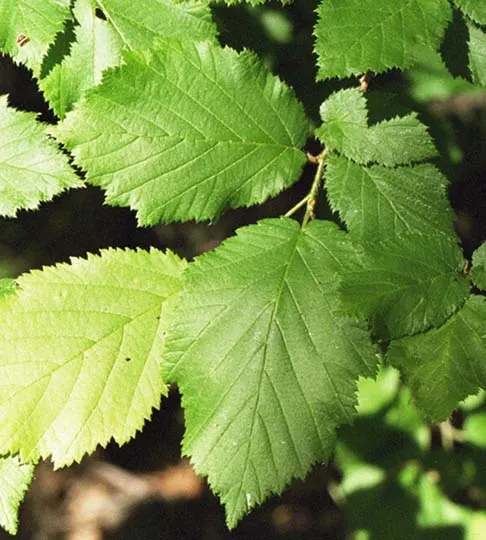 Beaked Hazelnut (Corylus Cornuta) — which are roughly 2.5 to 5 inches long; where it can contribute to erosion control due to its propensity for, image 44