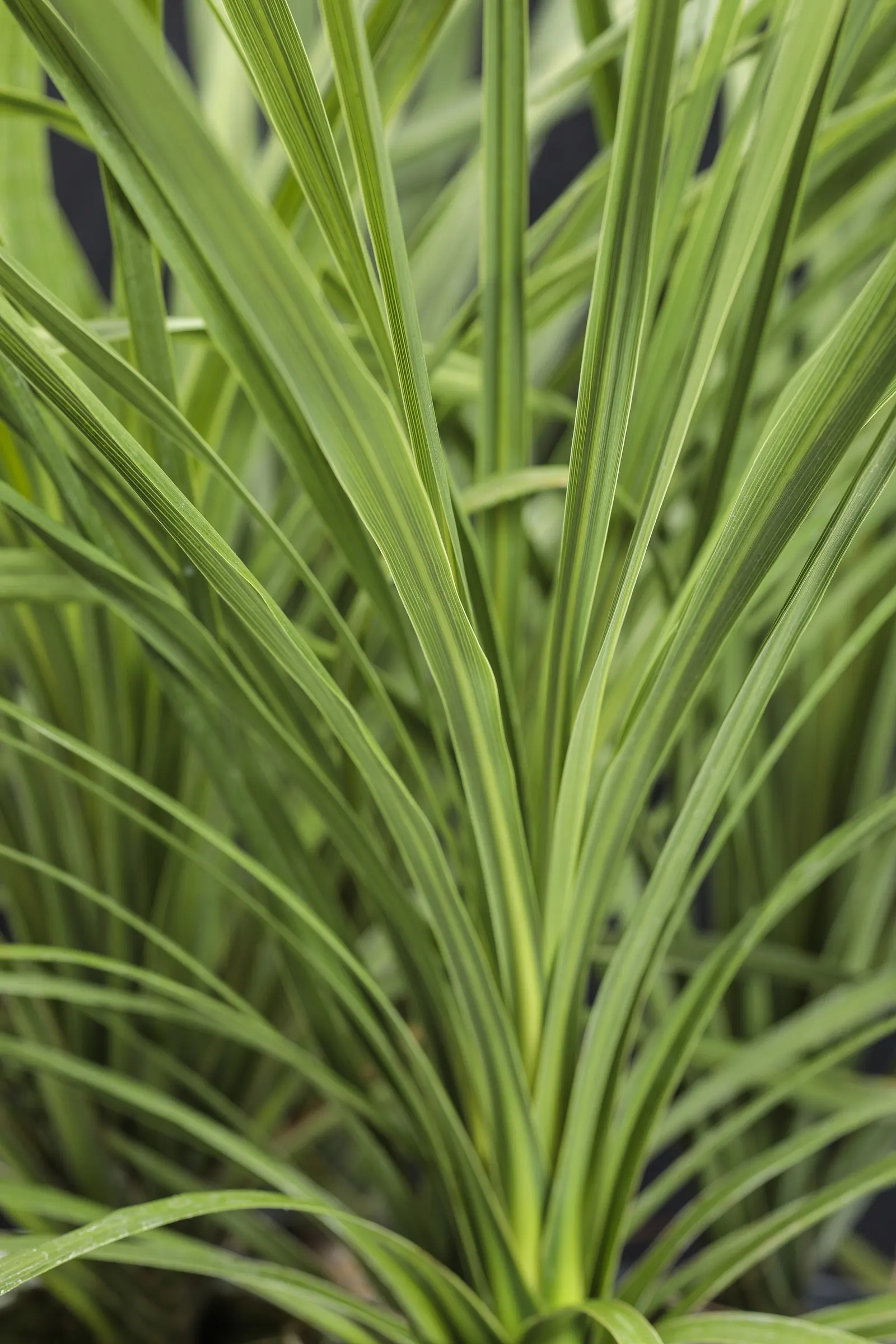 New Zealand Flax (Dracaena indivisa) — Long, sword-shaped leaves provide contrast in the garden all season, Easy care; proven Winners - Spikes, image 10