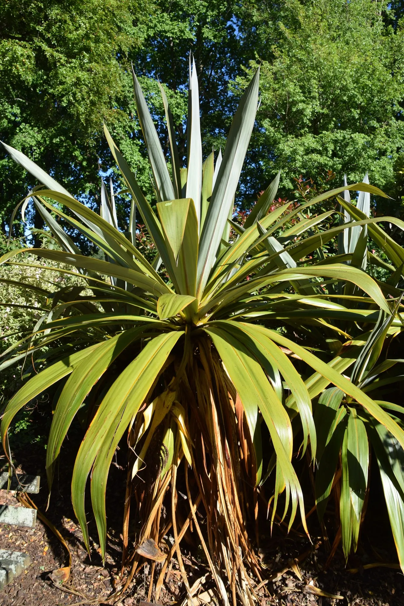 New Zealand Flax (Dracaena indivisa) — Long, sword-shaped leaves provide contrast in the garden all season, Easy care; proven Winners - Spikes, image 18
