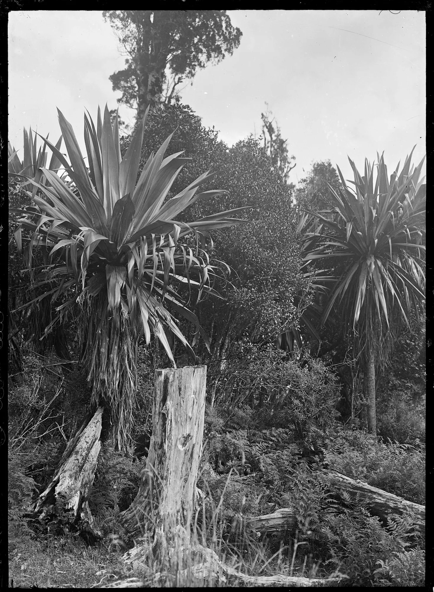 New Zealand Flax (Dracaena indivisa) — Proven Winners - Spikes - Dracaena indivisa none plant details, information and resources; long, image 17