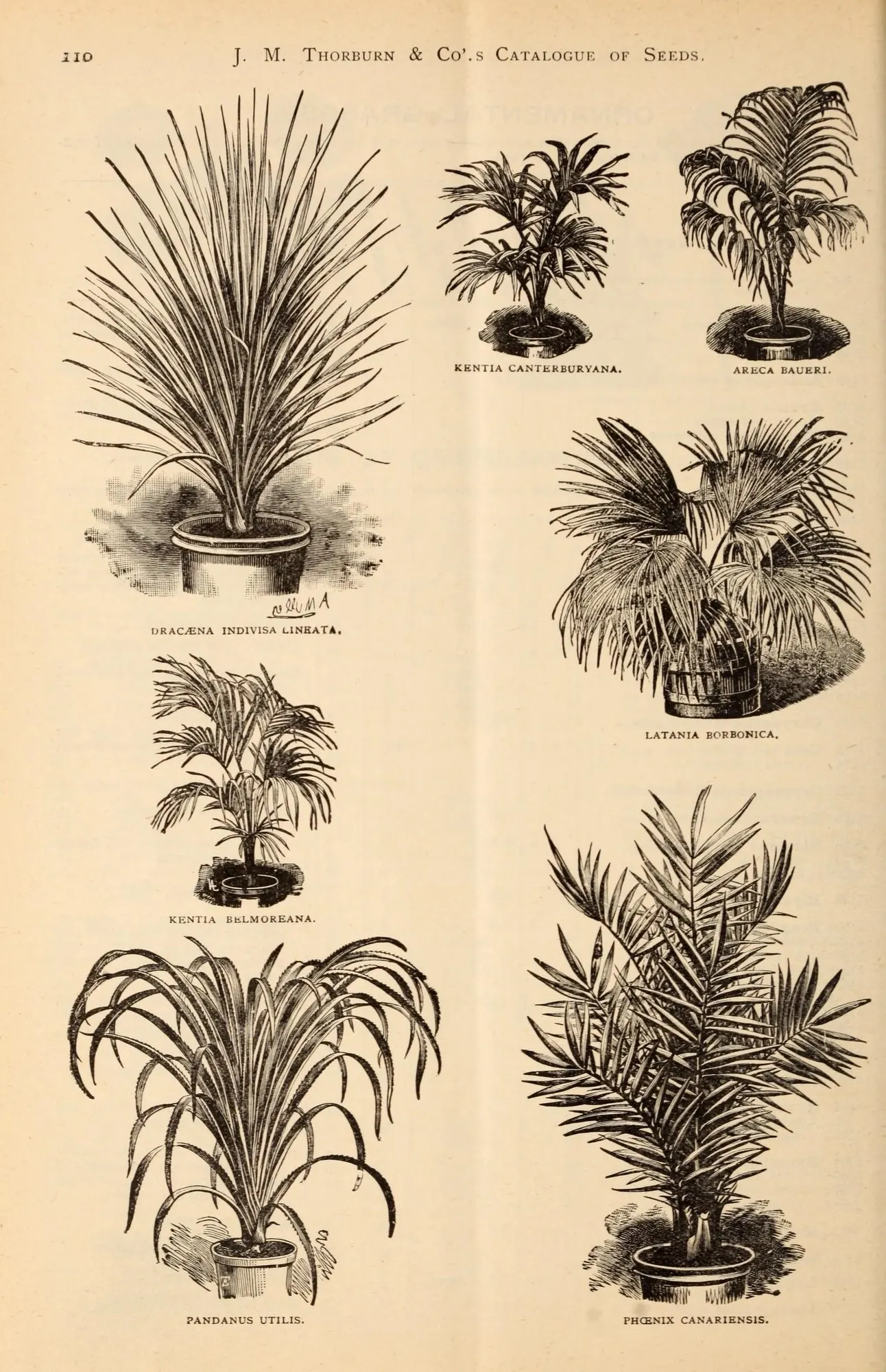 New Zealand Flax (Dracaena indivisa) — Proven Winners - Spikes - Dracaena indivisa none plant details, information and resources; long, image 13